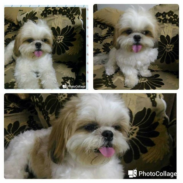 Remy - Shih Tzu Dog