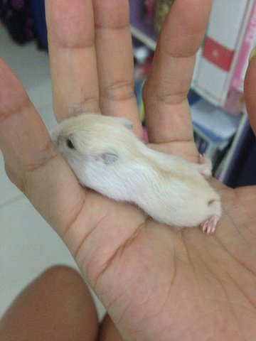 Winter White Hamster - Short Dwarf Hamster Hamster