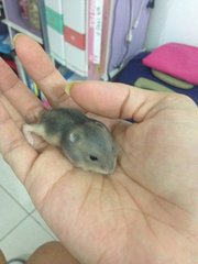 Female brownish grey fur + black line