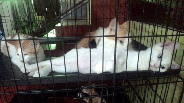 Adult Cat(1year) And 2 Kittens(2-3mnths) - Domestic Medium Hair Cat