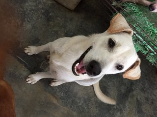 Snowie - Mixed Breed Dog