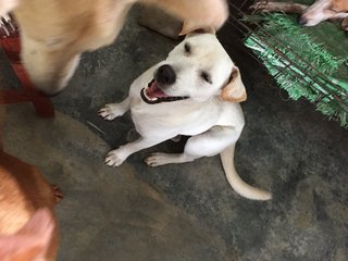 Snowie - Mixed Breed Dog