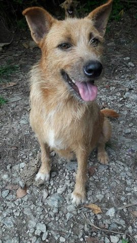 Terrier Mixied Female Dog - Mixed Breed Dog