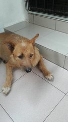 Terrier Mixied Female Dog - Mixed Breed Dog