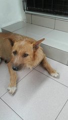 Terrier Mixied Female Dog - Mixed Breed Dog