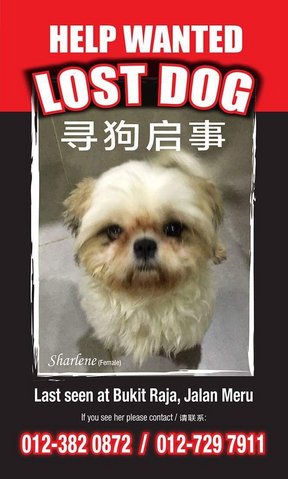 Sharlene (Ah Sa) - Shih Tzu Dog