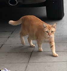 Orange - American Shorthair Cat