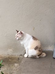 Pinky - Japanese Bobtail Cat