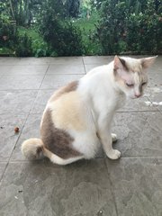 Pinky - Japanese Bobtail Cat