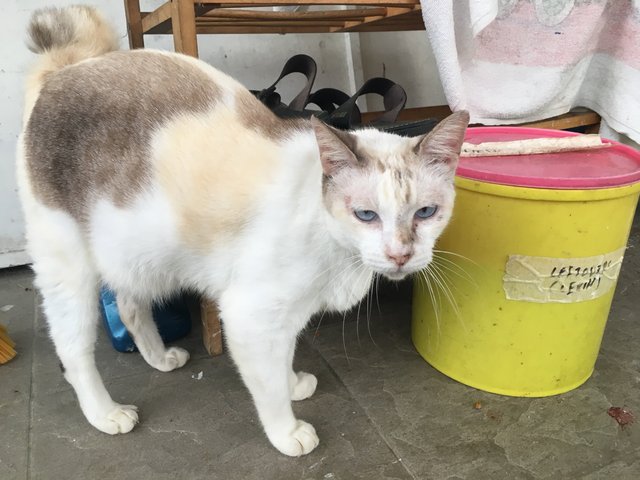 Pinky - Japanese Bobtail Cat