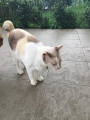 Pinky - Japanese Bobtail Cat