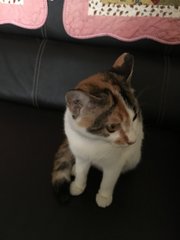 Phoebe - Domestic Short Hair Cat