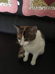 Phoebe - Domestic Short Hair Cat