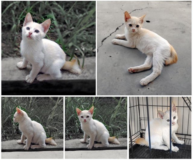 Kittens - Domestic Short Hair + British Shorthair Cat