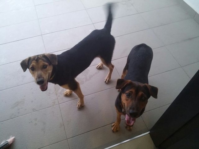 Lili &amp; Lala - Mixed Breed Dog