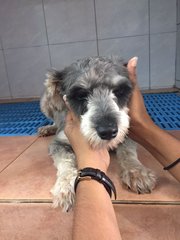 Saddie - Schnauzer Dog