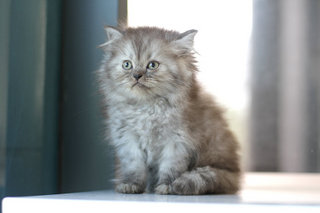 Denis - Persian Cat