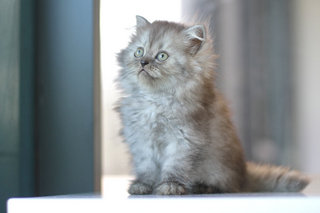 Denis - Persian Cat