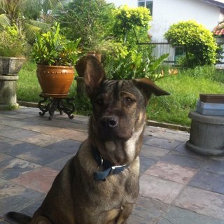 Aboy - Mixed Breed Dog