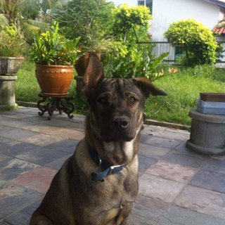 Aboy - Mixed Breed Dog