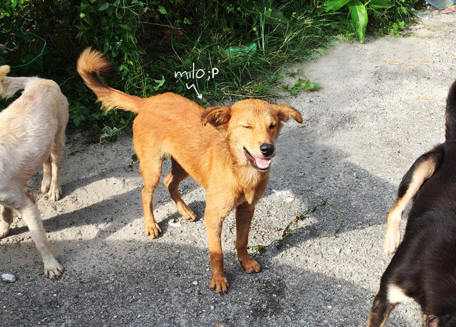 Milo - Golden Retriever Mix Dog