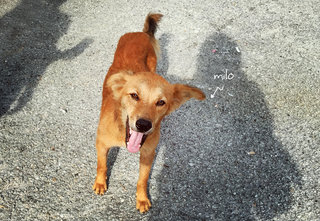 Milo - Golden Retriever Mix Dog