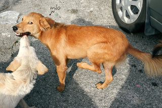 Milo - Golden Retriever Mix Dog