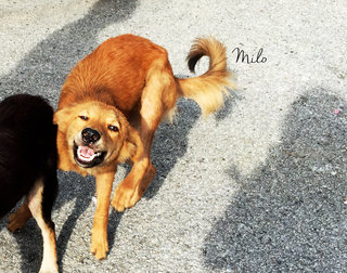 Milo - Golden Retriever Mix Dog