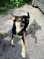 Coffee (Kopi O) - Australian Cattle Dog/Blue Heeler Mix Dog