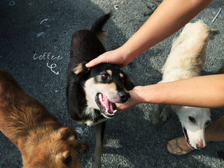 Coffee (Kopi O) - Australian Cattle Dog/Blue Heeler Mix Dog