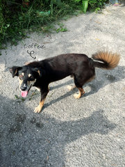 Coffee (Kopi O) - Australian Cattle Dog/Blue Heeler Mix Dog