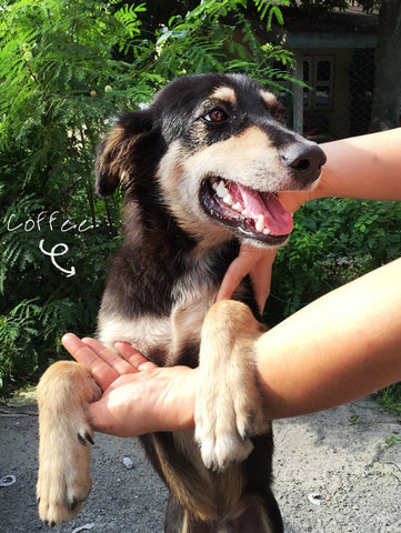 Coffee (Kopi O) - Australian Cattle Dog/Blue Heeler Mix Dog