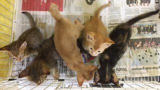 Mui's Litter Of 5 [4/5 Adopted] - Domestic Short Hair Cat