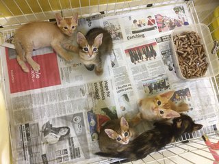 Mui's Litter Of 5 [4/5 Adopted] - Domestic Short Hair Cat