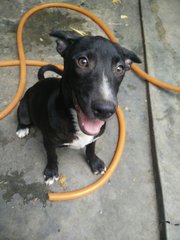 Johny - Mixed Breed Dog