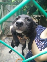 Gigi  - Mixed Breed Dog