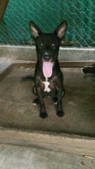 Gigi  - Mixed Breed Dog