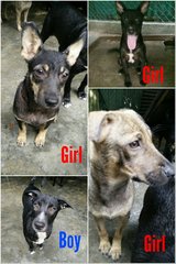 Gigi  - Mixed Breed Dog