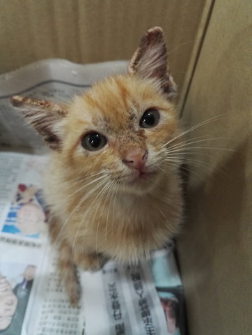 Orange Juice - Domestic Medium Hair Cat