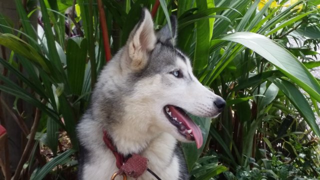 Cal - Siberian Husky Dog