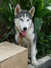 Cal - Siberian Husky Dog