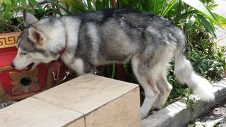 Cal - Siberian Husky Dog