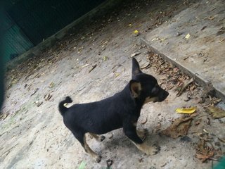 Tiny - Miniature Pinscher Mix Dog