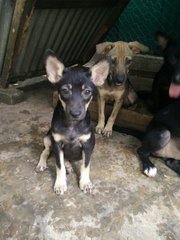 Tiny - Miniature Pinscher Mix Dog