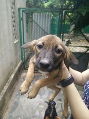 Lulu  - Mixed Breed Dog