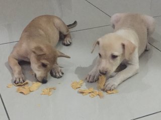 Female Puppies With Labrador Looks - Mixed Breed Dog