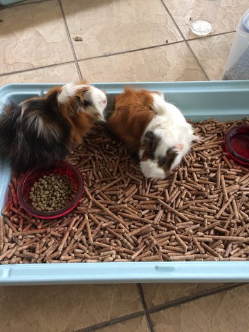 Grey &amp; Yang (Immediate Pickup) - Guinea Pig Small & Furry