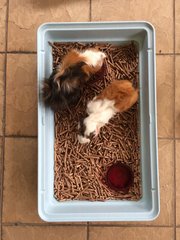 Grey &amp; Yang (Immediate Pickup) - Guinea Pig Small & Furry