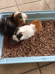 Grey &amp; Yang (Immediate Pickup) - Guinea Pig Small & Furry