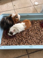 Grey &amp; Yang (Immediate Pickup) - Guinea Pig Small & Furry